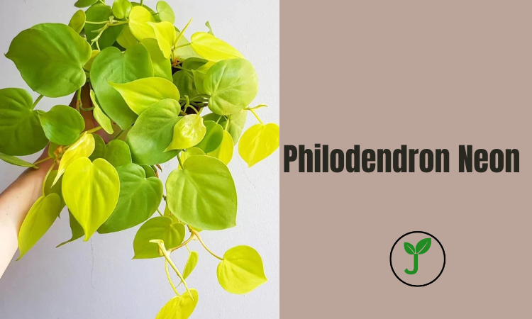 Philodendron Neon