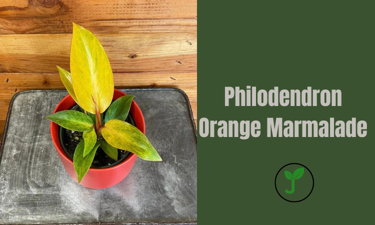 Philodendron Orange Marmalade