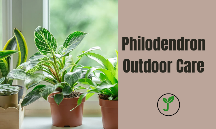 Philodendron Outdoor Care