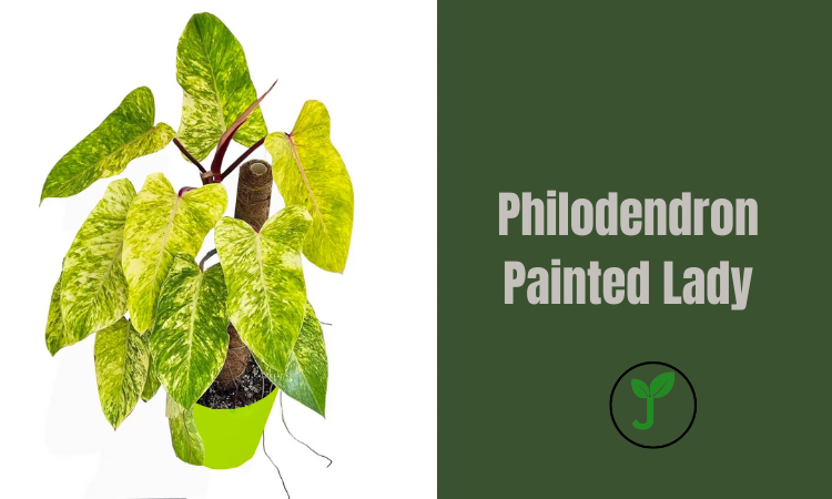 Philodendron Painted Lady