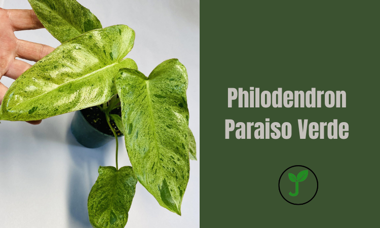 Philodendron Paraiso Verde