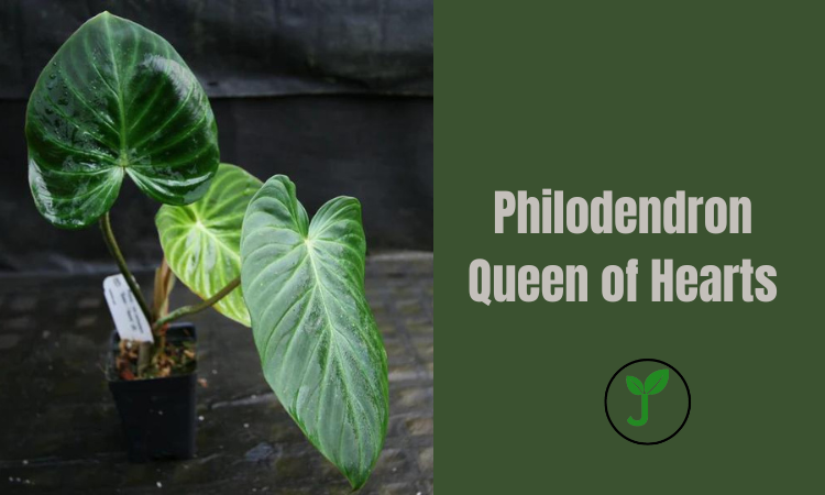 Philodendron Queen of Hearts