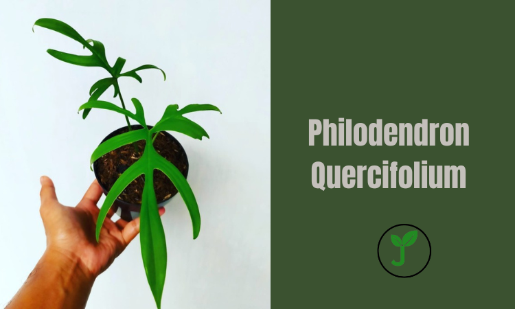 Philodendron Quercifolium