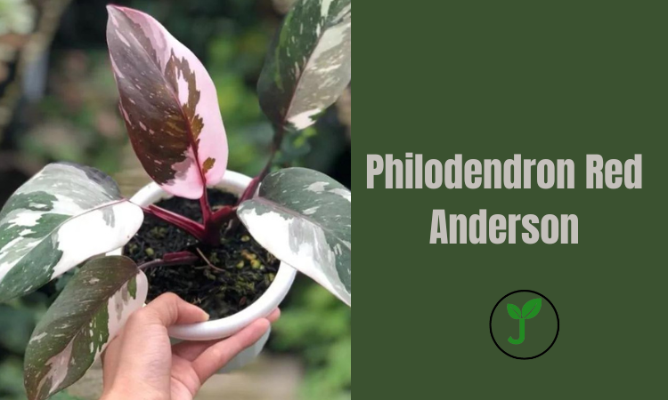 Philodendron Red Anderson