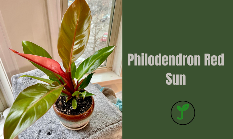 Philodendron Red Sun