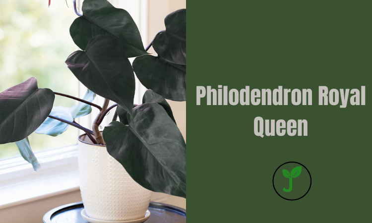 Philodendron Royal Queen