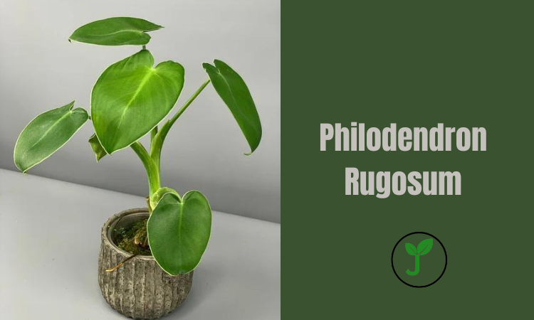 Philodendron Rugosum