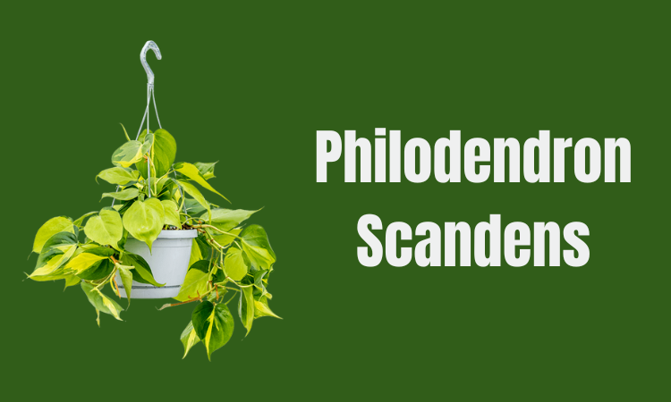 Philodendron Scandens