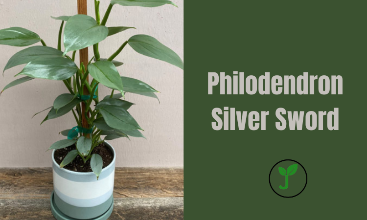 Philodendron Silver Sword