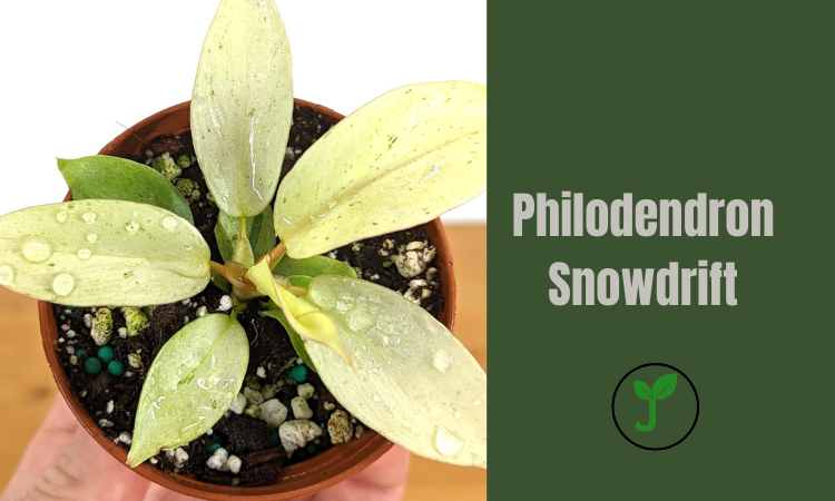 Philodendron Snowdrift