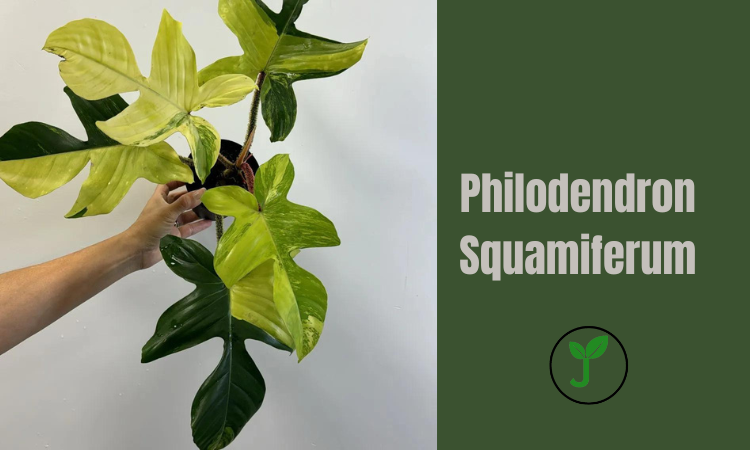 Philodendron Squamiferum