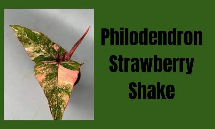 Philodendron Strawberry Shake