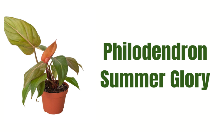 Philodendron Summer Glory