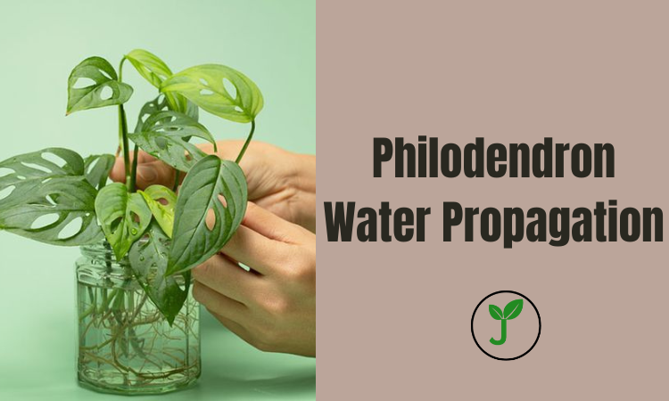 Philodendron Water Propagation