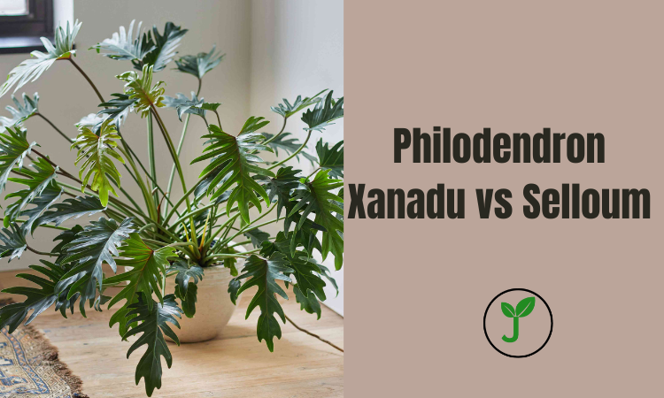 Philodendron Xanadu vs Selloum