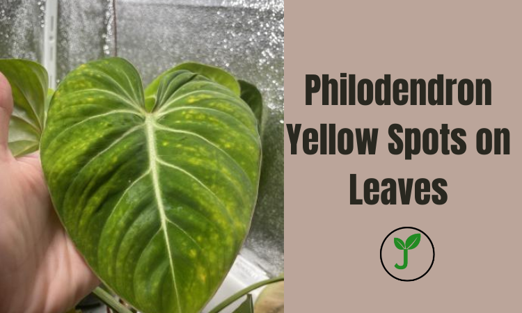 Philodendron Yellow Spots on Leaves