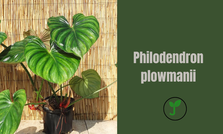 Philodendron plowmanii