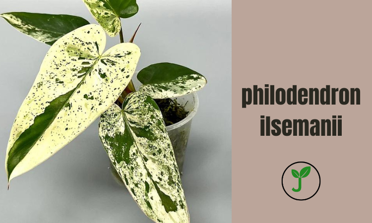 philodendron ilsemanii