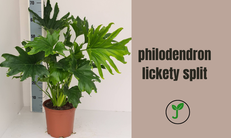 philodendron lickety split