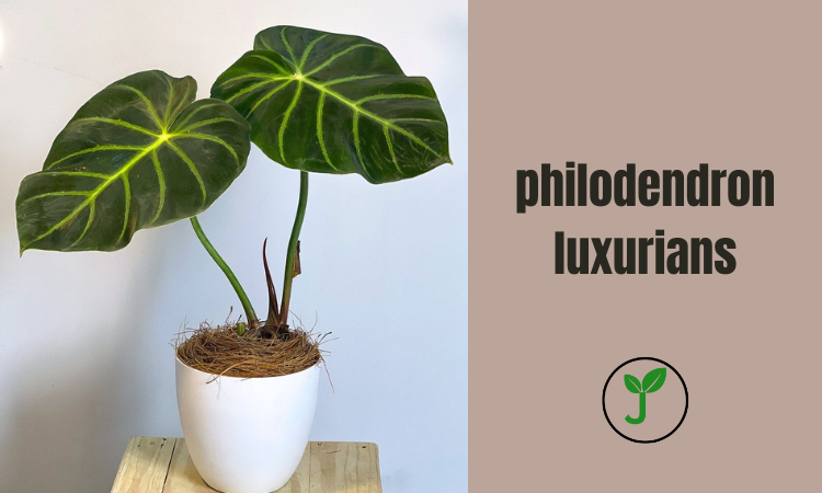 philodendron luxurians