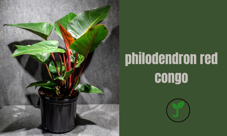 philodendron red congo