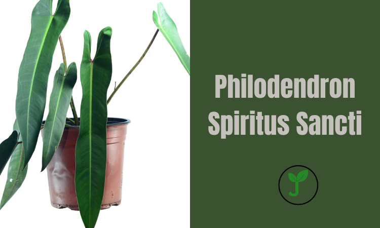 philodendron spiritus sancti