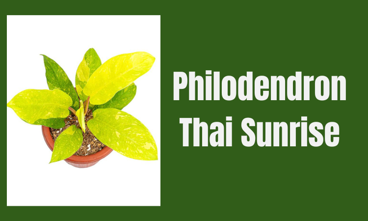 Philodendron Thai Sunrise