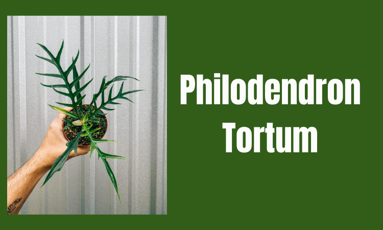 Philodendron Tortum