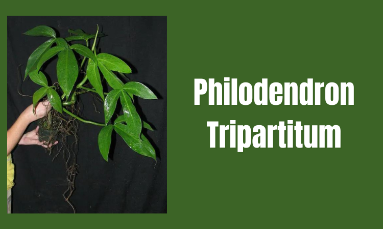 Philodendron Tripartitum