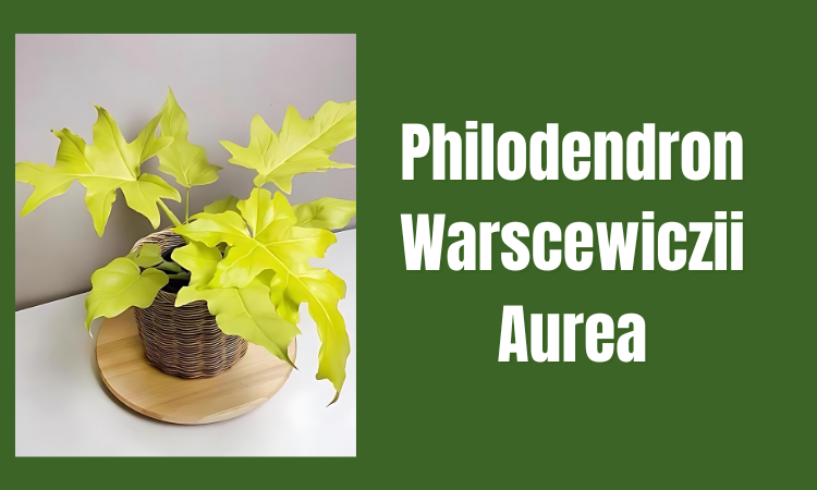 Philodendron Warscewiczii Aurea